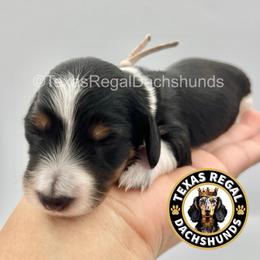 Monica 3000 - Piebald female Dachshund puppy in Houston, Texas from Texas Regal Dachshunds LLC