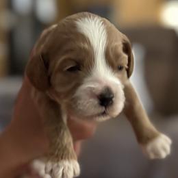 Girl 3 - female Cockapoo puppy in Waco, Texas from Cedar Ranch