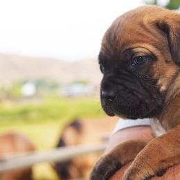 Purple Male - Fawn male Cane Corso puppy in Emmett, Idaho from NorthWood’s Cane Corso