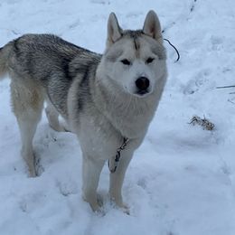 Gandolf - Siberian Husky