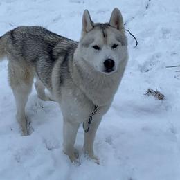 Gandolf - Siberian Husky