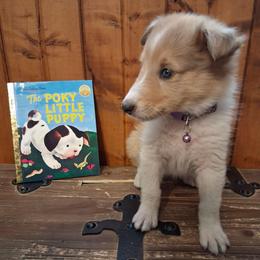 Delilah - Sable merle and white female Collie puppy in Montpelier, Virginia from Gun Barrel Collies