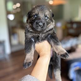 Violet Girl - Sable female German Shepherd puppy in Rensselaer Falls, New York from Von Dem Flussufer