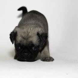 Max (brown) - Fawn male Pug puppy in Hereford, Arizona from Broken Road Ranch Pugs