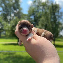 Lightning McQueen - Chocolate sable male Pomeranian puppy in Perry County, Ohio from Speechless Pom’s