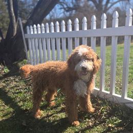 Goldendoodle puppies from Morningstar Goldendoodles