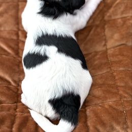 Crystal Gayle - Black and white female Aussiedoodle puppy in Arizona from Coats of Many Colors LLC