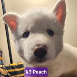 3 (peach) - White female Siberian Husky puppy in Dane, Wisconsin from Sunny Hurricane Siberians