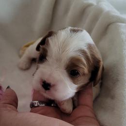 Fleur Vivienne - Blenheim female Cavalier King Charles Spaniel puppy in Decatur, Illinois from Petite Pups