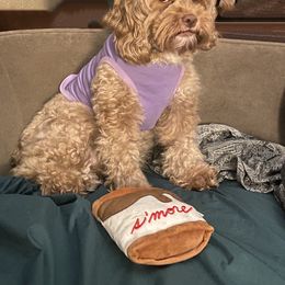 Cockapoo All Grown Up from Tulibear Cockapoos of NY & NJ