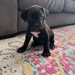 Cane Corso Puppies from Ragnarok kennels