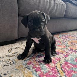 Cane Corso Puppies from Ragnarok kennels
