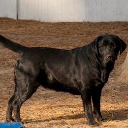 Goonie - Labrador Retriever