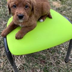Labradoodle Puppies from Georges labradoodles