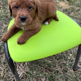 Labradoodle Puppies from Georges labradoodles