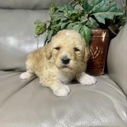 Jovi - Cream female Goldendoodle puppy in Lake City, Florida from Dream Hollow Farm