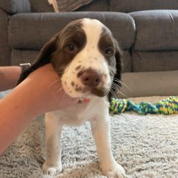 English Springer Spaniel Puppies from Timothy Naylor