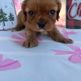 Holly - Ruby female Cavalier King Charles Spaniel puppy in West Sacramento, California from Happily Ever After Cavaliers