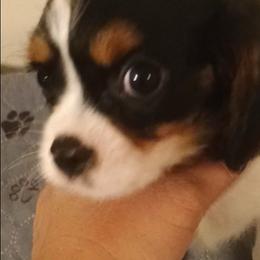 Boy 2 - Tri-color male Cavalier King Charles Spaniel puppy in East Providence, Rhode Island from Marta's Cavaliers