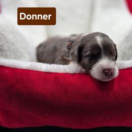 Donner- Brown collar - Blue merle male Bernedoodle puppy in Summerville, South Carolina from Channys Doodles