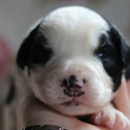 Midnight - Black tri-color female Australian Shepherd puppy in Noxon, Montana from MITIN Aussies AKC Standard Australian Shepherds