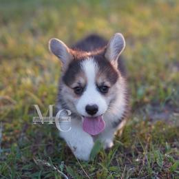 River 3 - Black and tan female Pembroke Welsh Corgi puppy in Straughn, Alabama from Magnolia Creek Corgis