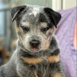 Australian Cattle Dog Puppies from Littletrouble Cattle Dogs