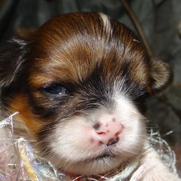 AKC Geraldine - Parti female Lhasa Apso puppy in Fort Washington, Maryland from GyanGanj Lhasa Apso