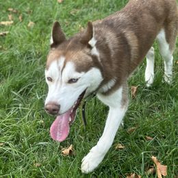 Knox - Siberian Husky