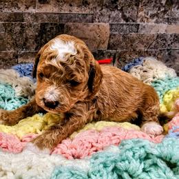 McQueen - Red  male Goldendoodle puppy in Forest, Ohio from Mini Doodle Buddies