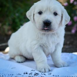 Golden Retriever Puppies from Webb's Wold Kennels