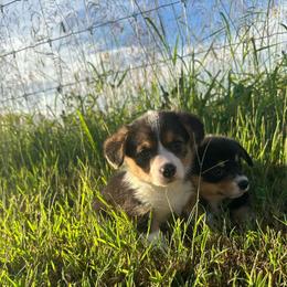 Ella - Black and white female American Corgi puppy in Payson, Illinois from Creek Farm Corgis