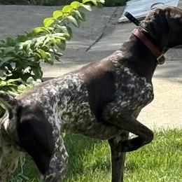 German Shorthaired Pointers from Weiland GSP's