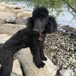 Kohava - Poodle