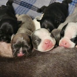 French Bulldog Puppies from Honey Hole Frenchies