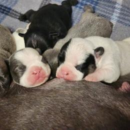 French Bulldog Puppies from Honey Hole Frenchies