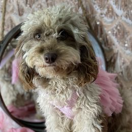 Cook - Cavapoo