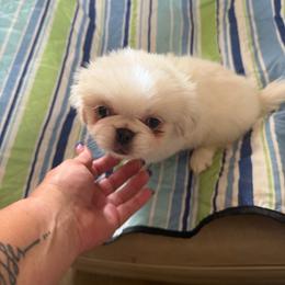 Lil Man - Cream male Pekingese puppy in Cedar City, Utah from Pekingese Zoo