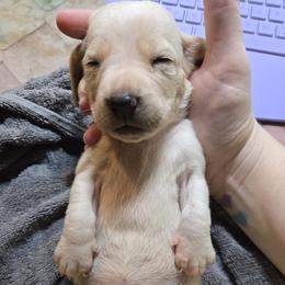 Yellow-Leia - Lemon and white female Basset Hound puppy in Haleyville, Alabama from Violet Lane Basset Hounds