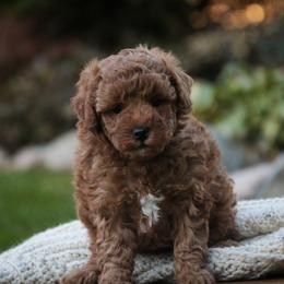 Sage - Red  female Poodle puppy in Nappanee, Indiana from Perfect Match Poodles
