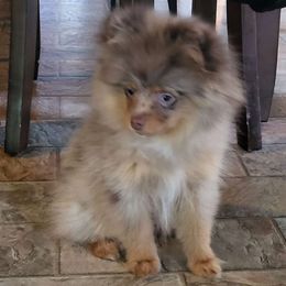 AKC Chocolate and tan Pom 🍫 - Chocolate merle Pomeranian puppy in Bowie, Maryland from Potomac Pomeranians
