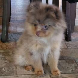 AKC Chocolate and tan Pom 🍫 - Chocolate merle Pomeranian puppy in Bowie, Maryland from Potomac Pomeranians