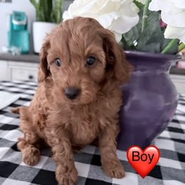 Red Boy - Red  male Goldendoodle puppy in Spring Branch, Texas from Texas Hill Country Doodles