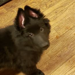 Belgian Sheepdogs from Blue Moon Belgian Sheepdogs