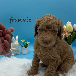 Franklin (Brown Collar) - Red  Goldendoodle puppy in Richmond, Virginia from Kessi Doodles