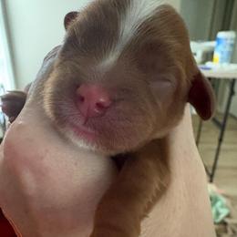 Pink girl - Ruby female Cavalier King Charles Spaniel puppy in Melbourne, Florida from Majestic Cavaliers of Melbourne FL