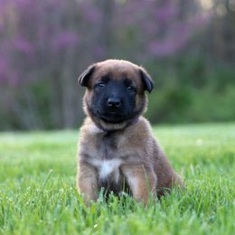 Crisis - Fawn Belgian Malinois puppy in Spencer, Indiana from Grit & Grace Malinois