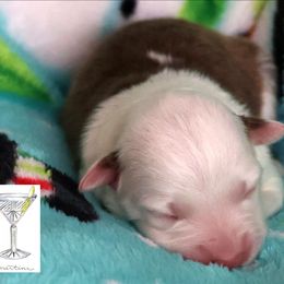 Martini - Red tri-color female Australian Shepherd puppy in Springville, New York from RisingStar Australian Shepherds