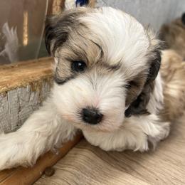 Tempo - Parti male Miniature Schnauzer puppy in Menifee, California from Moonshine’s Minis