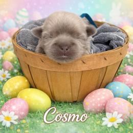 Cosmo - Lilac male Shih Tzu puppy in Connersville, Indiana from Royal Blossom Shihtzus